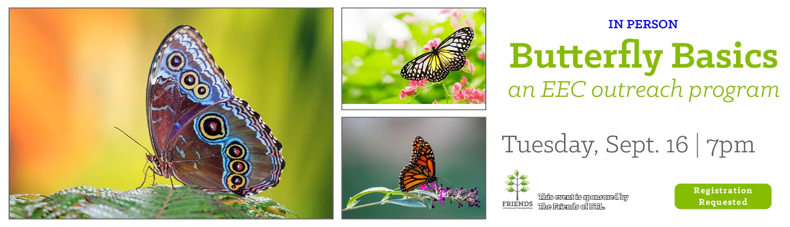 Butterfly Basics